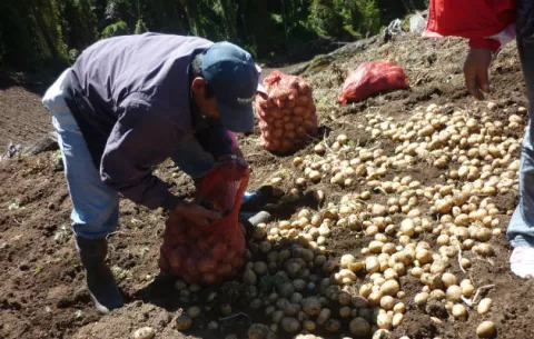 Denuncian que papa importada se vende como nacional