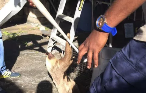 Oso perezoso se encontraba en la barriada Villa del Caribe