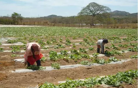 Productores de porotos en Herrera pierden y piden indemnización