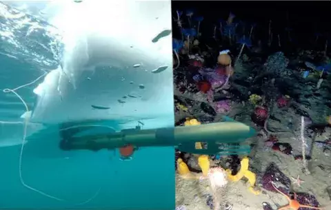 Robot submarino revela una Antártida llena de vida