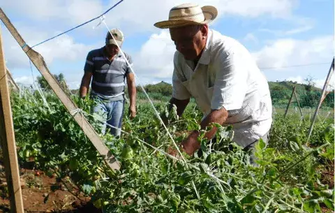 Abundancia de agua retrasa siembra de tomate industrial en Los Santos