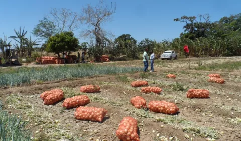 Cebolleros en alerta por importación desmedida