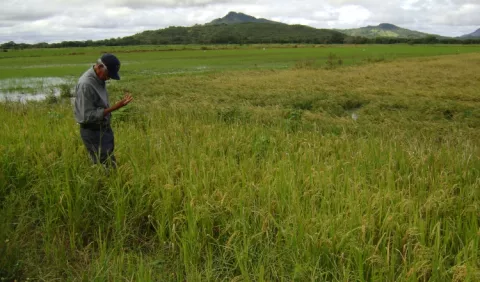 Califican como  un 'crimen' importación de arroz pilado