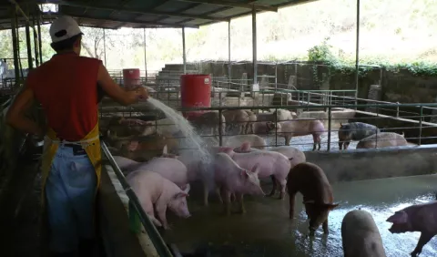 El Sistema  de Aduanas  incentiva la  importación 