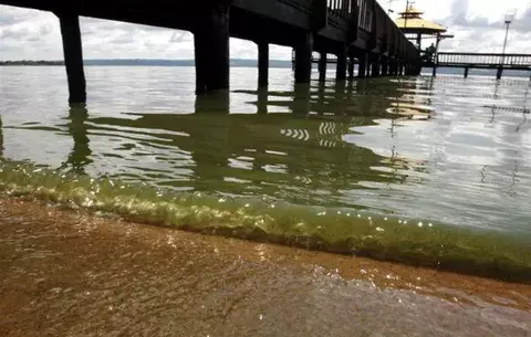 Aumento en temperatura del agua favorece aparición de algas tóxicas 