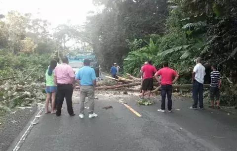 Árbol cae y obstruye carretera en Bocas del Toro