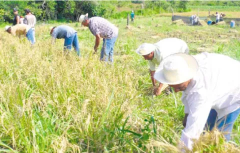 Aplicaciones aéreas perjudican a productores