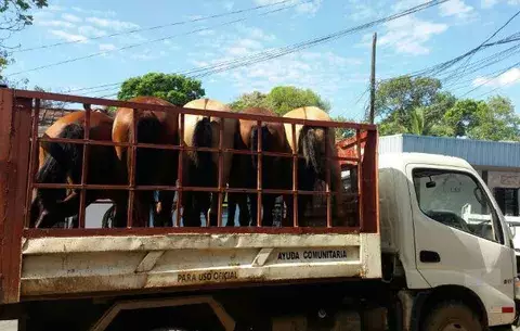 Más caballos traviesos y en soltura aparecen en calles chiricanas