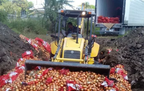 Decomisan y destruyen cebolla holandesa en la frontera