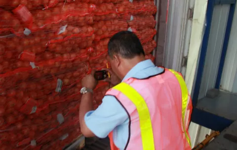 Frustran ingreso de dos contenedores de cebollas procedentes de Holanda