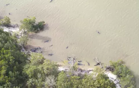Aparecen muertas 81 orcas negras en la costa sur de Florida 