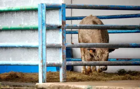 Los mataderos franceses tendrán cámaras desde 2018 para evitar el maltrato