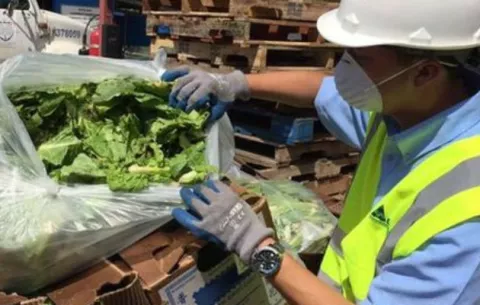 Retiene lechugas contaminadas con residuos de plaguicidas