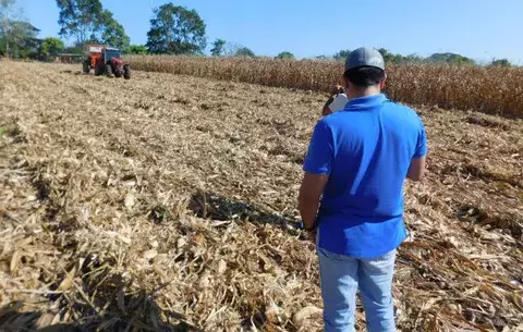 Exitosa producción de maíz y arroz en Los Santos