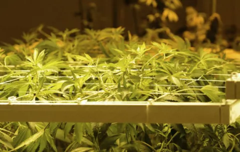 Suspenden licencia a abogado que cobraba con marihuana 