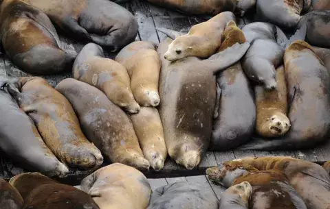 La captura de leones y osos marinos ha alterado el ecosistema del Atlántico