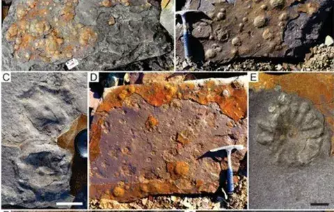 Hallan en Argentina fósiles de 500 millones de años inéditos en Suramérica 