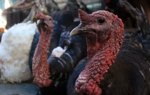 Brote de gripe aviar en pavos en Chile puede provenir de gaviotas