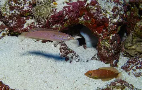 En altas temperaturas los peces hembra desarrollan genes masculinos