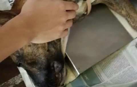 Vecino le dispara a un pitbull por pasarse a su patio 
