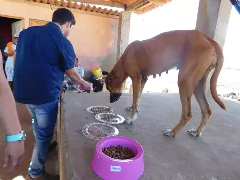En alerta por la defensa de perros abandonados en la región de Azuero