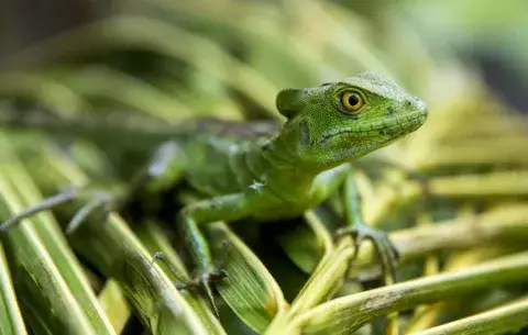 Boas, ranas y tarántulas de Nicaragua se venden como mascotas en EE.UU. y Asia