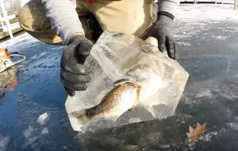 Un pez quedó congelado en el momento en que devoraba a su presa