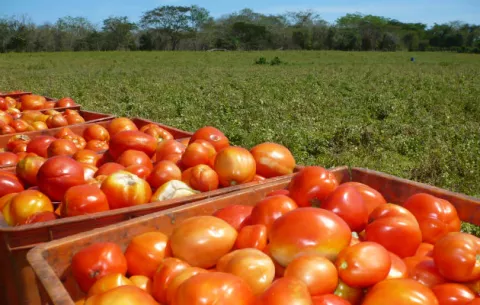 MEF alejado de la realidad: dice que el tomate está barato 