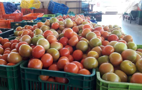 Precios del tomate se disparan por merma en la producción