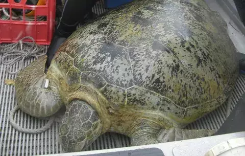 Las tortugas marinas utilizan la posición del sol para orientarse