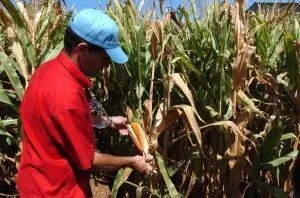 Países no logran acuerdo sobre autorización para cultivo de tres transgénicos
