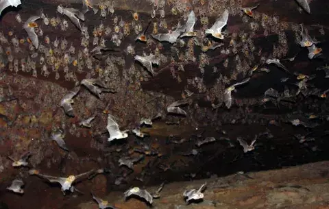 Murciélago vampiro brasileño prefiere la sangre humana