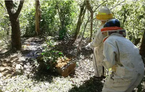 Aumenta control de enjambre de abejas africanizadas en Veraguas