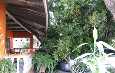 Fuertes vientos derriban árbol que ocasiona daños en vivienda y auto en Penonomé