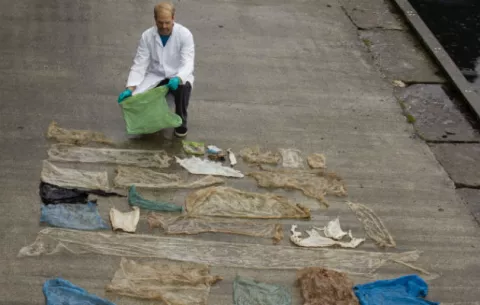 Ballena varada tenía basura de plástico en el estómago 