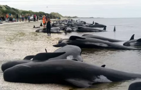 Encuentran unas 300 ballenas muertas en Nueva Zelanda