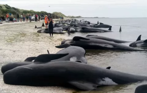 Temen la explosión de centenares de cadáveres de ballenas 