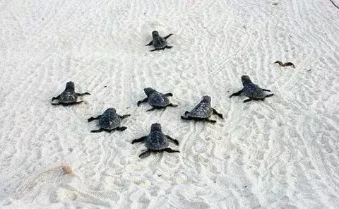 El Salvador brindará primeros auxilios a tortugas en centro veterinario