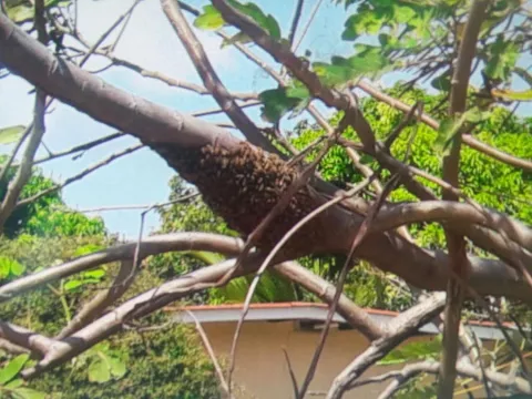 Cinco afectados por casos de abejas africanizadas que aumentan en Coclé