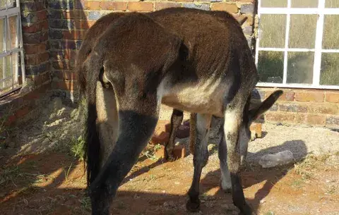 La medicina china amenaza a los burros de África