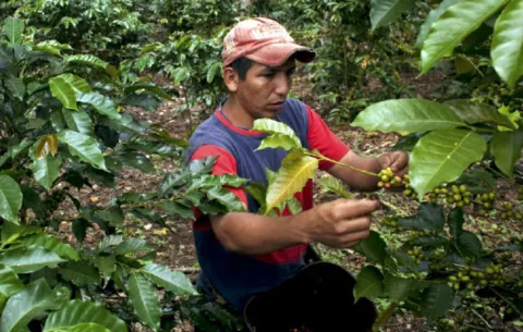 El café especial de Panamá busca con técnicas vinícolas la perfección