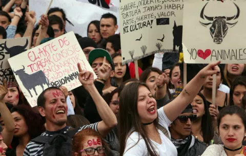Corte colombiana da dos años a Congreso para legislar sobre corridas de toros