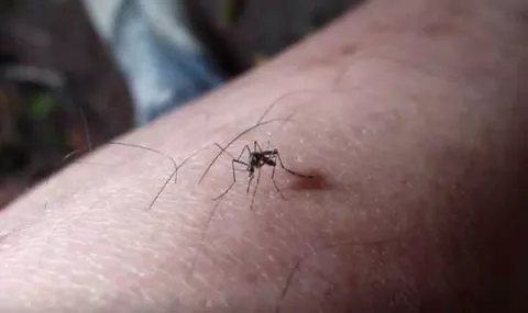 Suben a 54 las muertes confirmadas por fiebre amarilla en Brasil