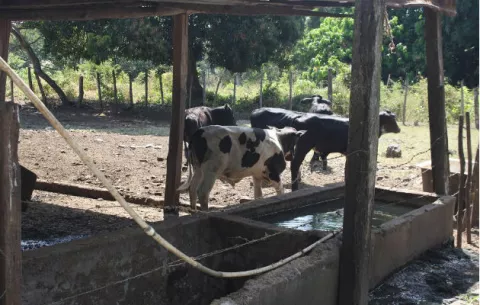 Mida incumple promesa a ganaderos chiricanos