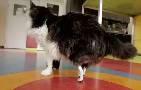 Gato vuelve a caminar gracias a patas biónicas 