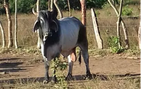 Detienen en Gualaca, Chiriquí, a dos sospechosos de hurto pecuario 