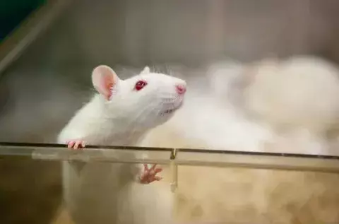 Manipulan genéticamente un ratón para que resista la adicción a la cocaína