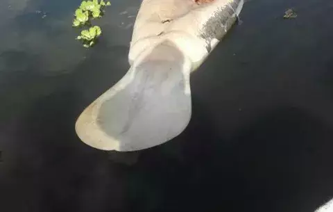 Manatí, especie en peligro de extinción muere en Bocas del Toro