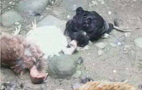 Extraña muerte de por lo menos 30 aves en Bocas del Toro 