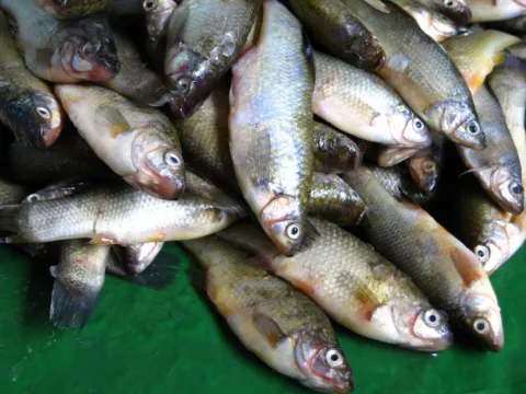 Comer pescado con mercurio aumenta riesgo de un tipo de esclerosis